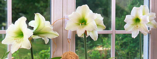 AMARYLLIS Planting (indoor only)
