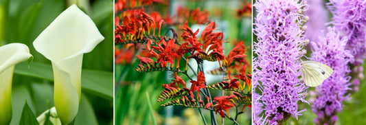 When to Plant Summer Bulbs