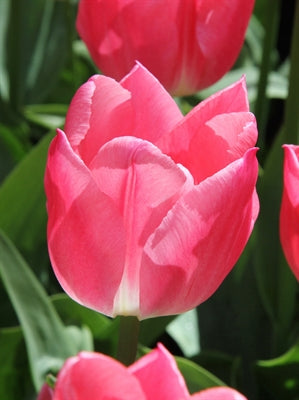 Tulip Christmas Dream 20 per package - Flowerbulbsrus.com