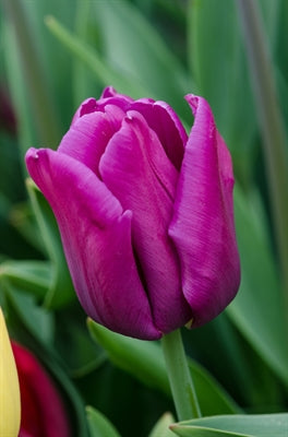 Tulip Passionale 20 per package - Flowerbulbsrus.com