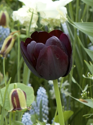 Tulip Paul Scherer 20 per package - Flowerbulbsrus.com