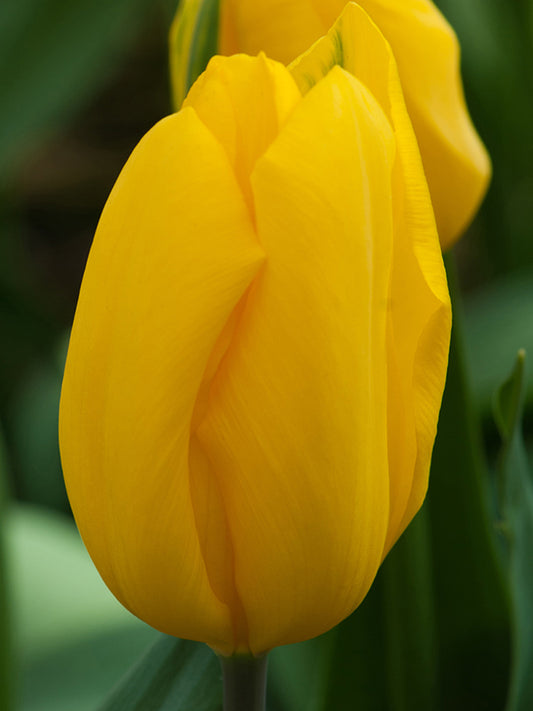 Canadian Tulip Festival Flower Bulb Mix 25 bulbs per package - Flowerbulbsrus.com