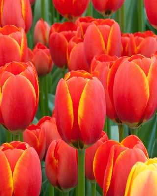 Tulip World's Favourite 20 per package - Flowerbulbsrus.com