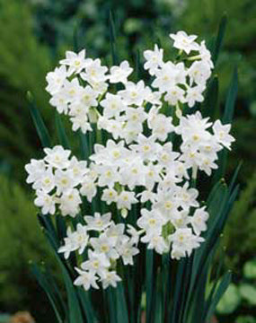 Narcissus Paperwhites (indoor) 5 bulbs per package - Flowerbulbsrus.com