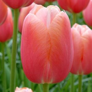 Tulip Menton 20 per package - Flowerbulbsrus.com