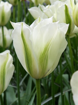 Tulip Spring Green 20 per package - Flowerbulbsrus.com