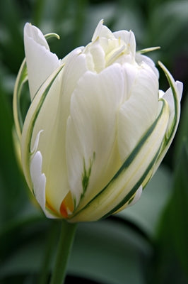 Tulip Exotic Emperor - Flowerbulbsrus.com