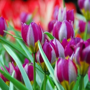 Tulip Pulchella Persian Pearl 20 per package - Flowerbulbsrus.com