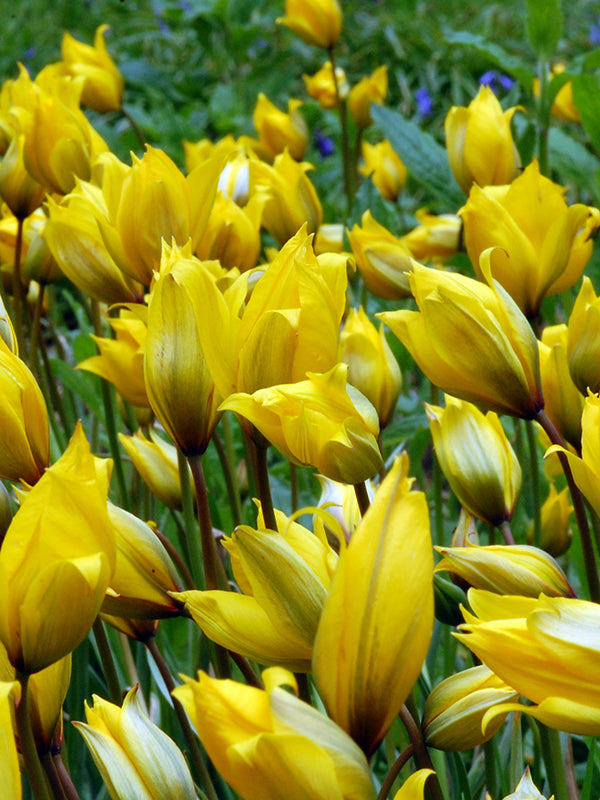 Tulip Sylvestris - Flowerbulbsrus.com
