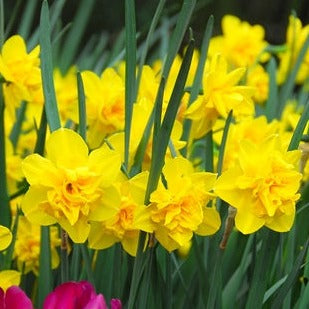 narcissus, daffodils, flower bulbs