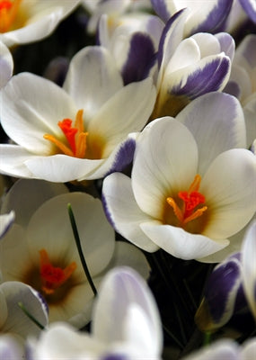 Crocus chrysanthus Ard Schenk 50 per package - Flowerbulbsrus.com