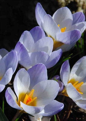Crocus chrys. Blue Pearl (species) 50 per package - Flowerbulbsrus.com