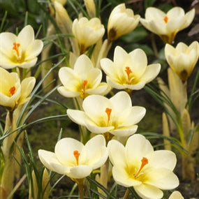 Crocus chrys. Cream Beauty (species) 50 per package - Flowerbulbsrus.com