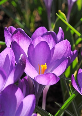 Crocus tomm. Ruby Giant (species) 50 per package - Flowerbulbsrus.com
