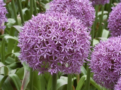 Allium Globemaster 5 bulbs per pack - Flowerbulbsrus.com