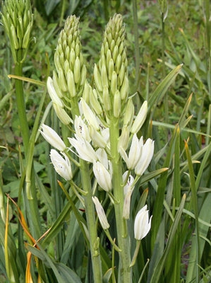 Camassia leichtlinii Alba 10 per package - Flowerbulbsrus.com