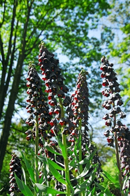 Fritillaria Persica Twin Towers Tribute 3 bulbs per package - Flowerbulbsrus.com