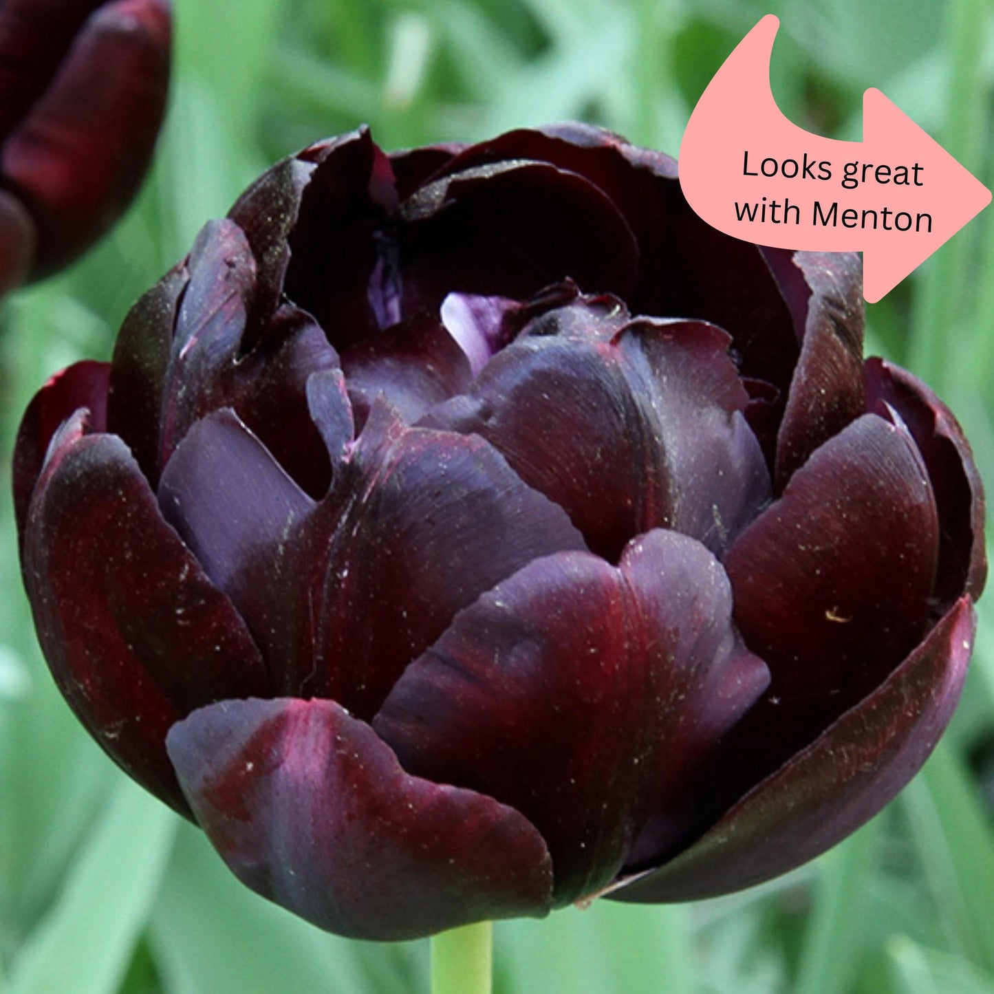 Tulip Black Hero 20 per package - Flowerbulbsrus.com