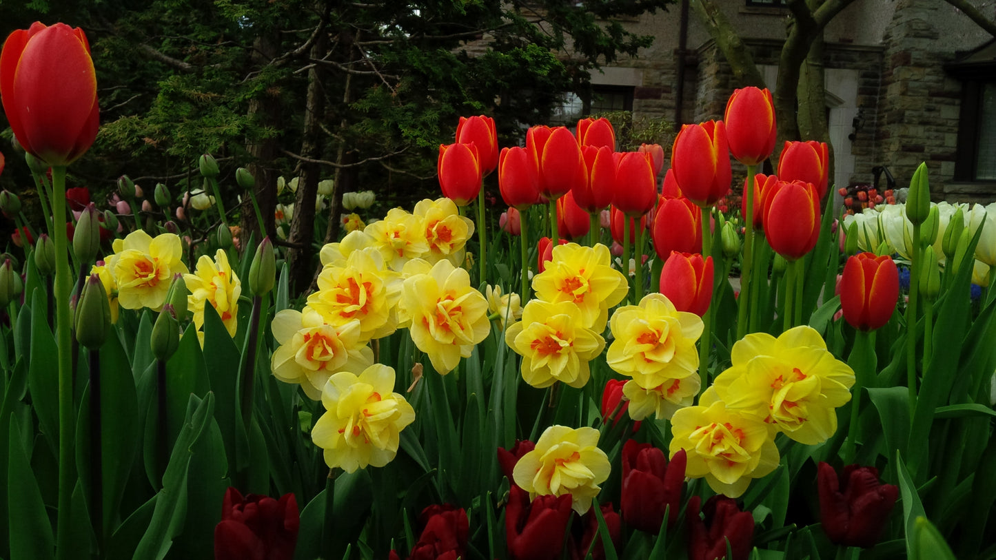 Narcissus Tahiti 10 per package - Flowerbulbsrus.com