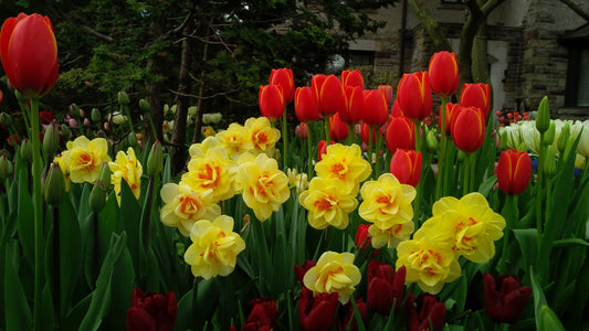 Narcissus Tahiti 10 per package - Flowerbulbsrus.com