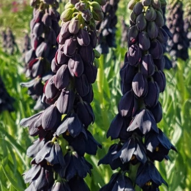 fritillaria, flower bulbs