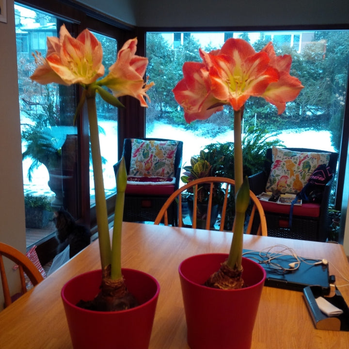 Amaryllis Minerva 1 per package - Flowerbulbsrus.com