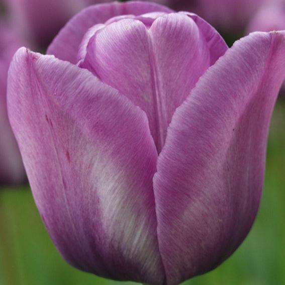 Tulips, flower bulbs