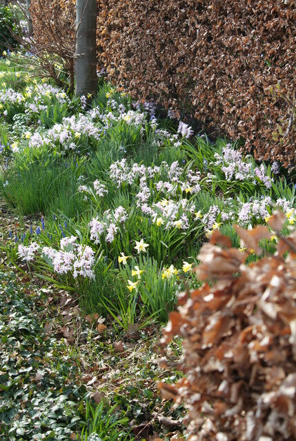 Chionodoxa forbesii Pink Giant 50 per package - Flowerbulbsrus.com