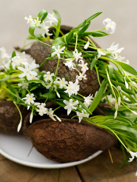 Chionodoxa Luciliae Alba 50 per package - Flowerbulbsrus.com