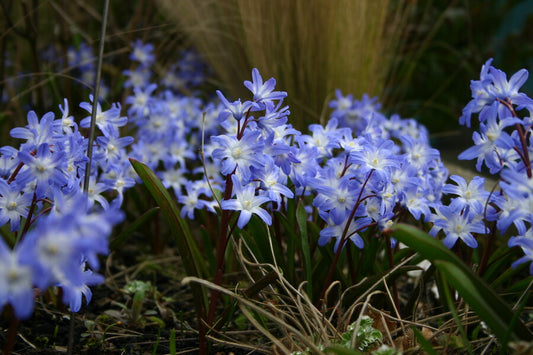 Chionodoxa Luciliae 50 per package - Flowerbulbsrus.com