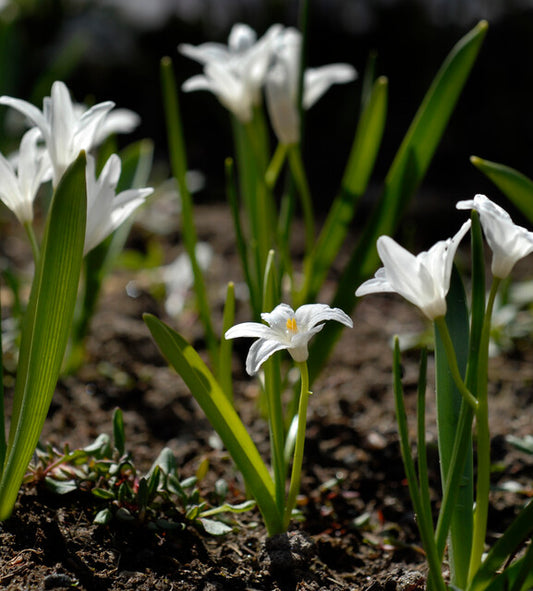 Chionodoxa Luciliae Alba 50 per package - Flowerbulbsrus.com