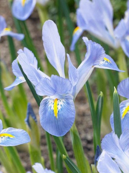 Iris Blue Planet-NEW 50 per package - Flowerbulbsrus.com