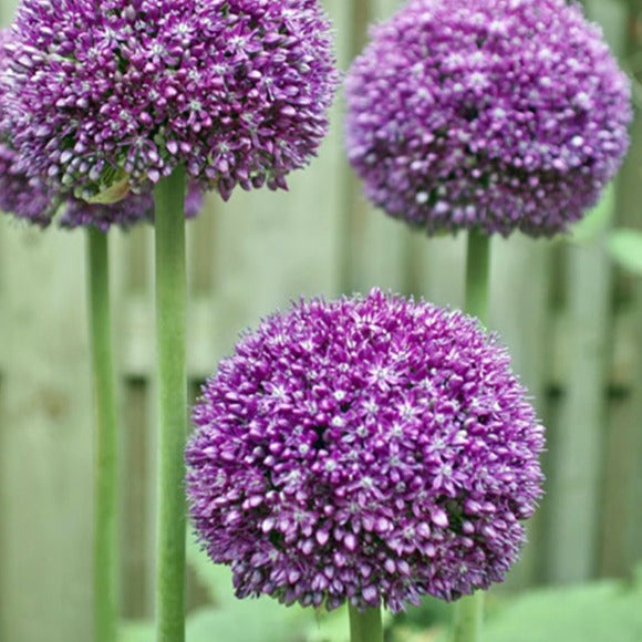 allium, flower bulbs