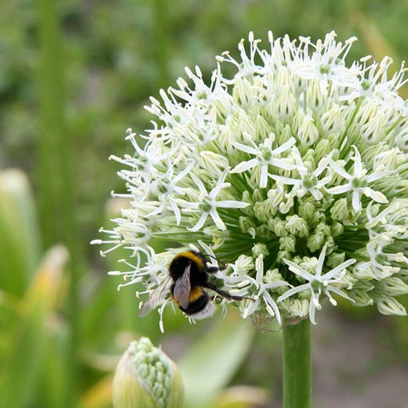 allium, flower bulbs