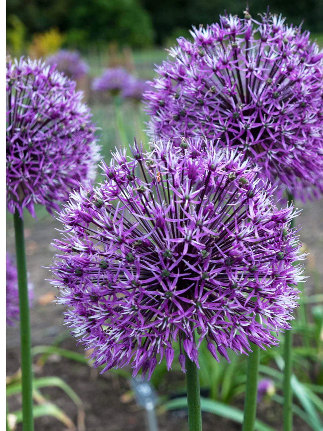 Allium Purple Rain - Flowerbulbsrus.com