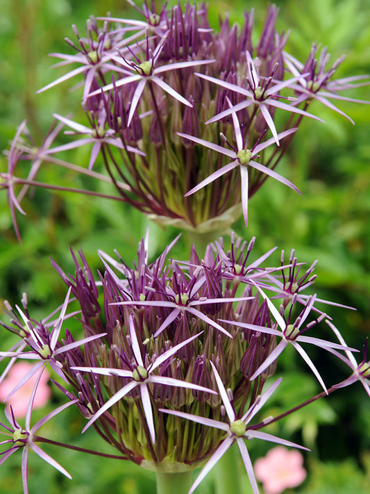 Allium Christophii 10 per package - Flowerbulbsrus.com