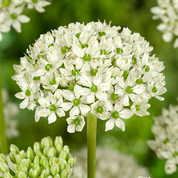allium, flower bulbs