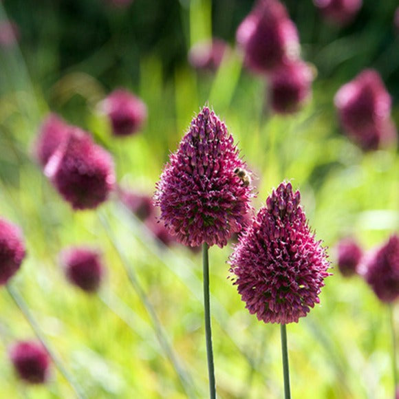 allium, flower bulbs