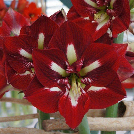 amaryllis, flower bulbs