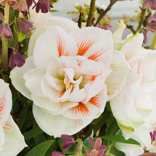 Amaryllis, flower bulbs