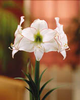 Amaryllis Picotee 1 per package - Flowerbulbsrus.com
