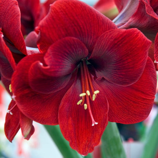 amaryllis, flower bulbs