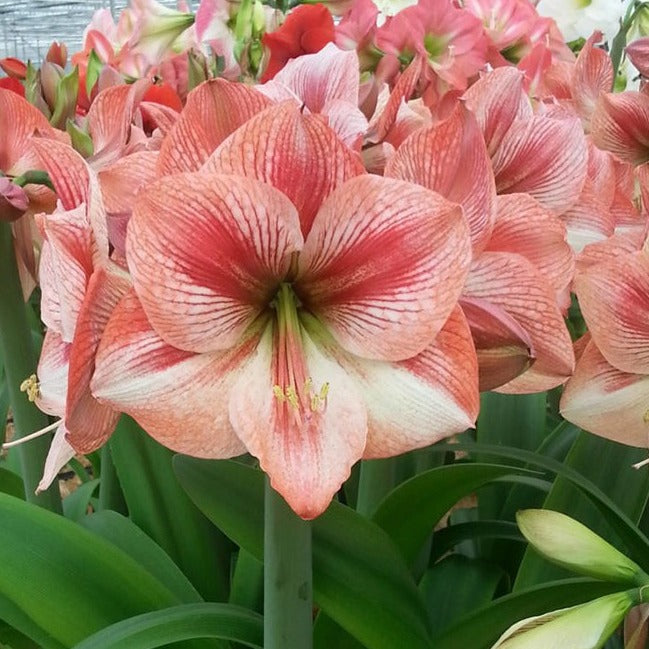 amaryllis, flower bulbs