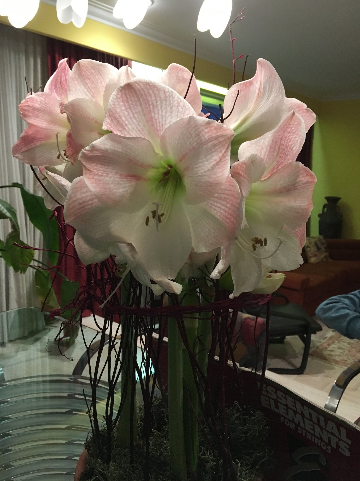 Amaryllis Apple Blossom 1 per package - Flowerbulbsrus.com