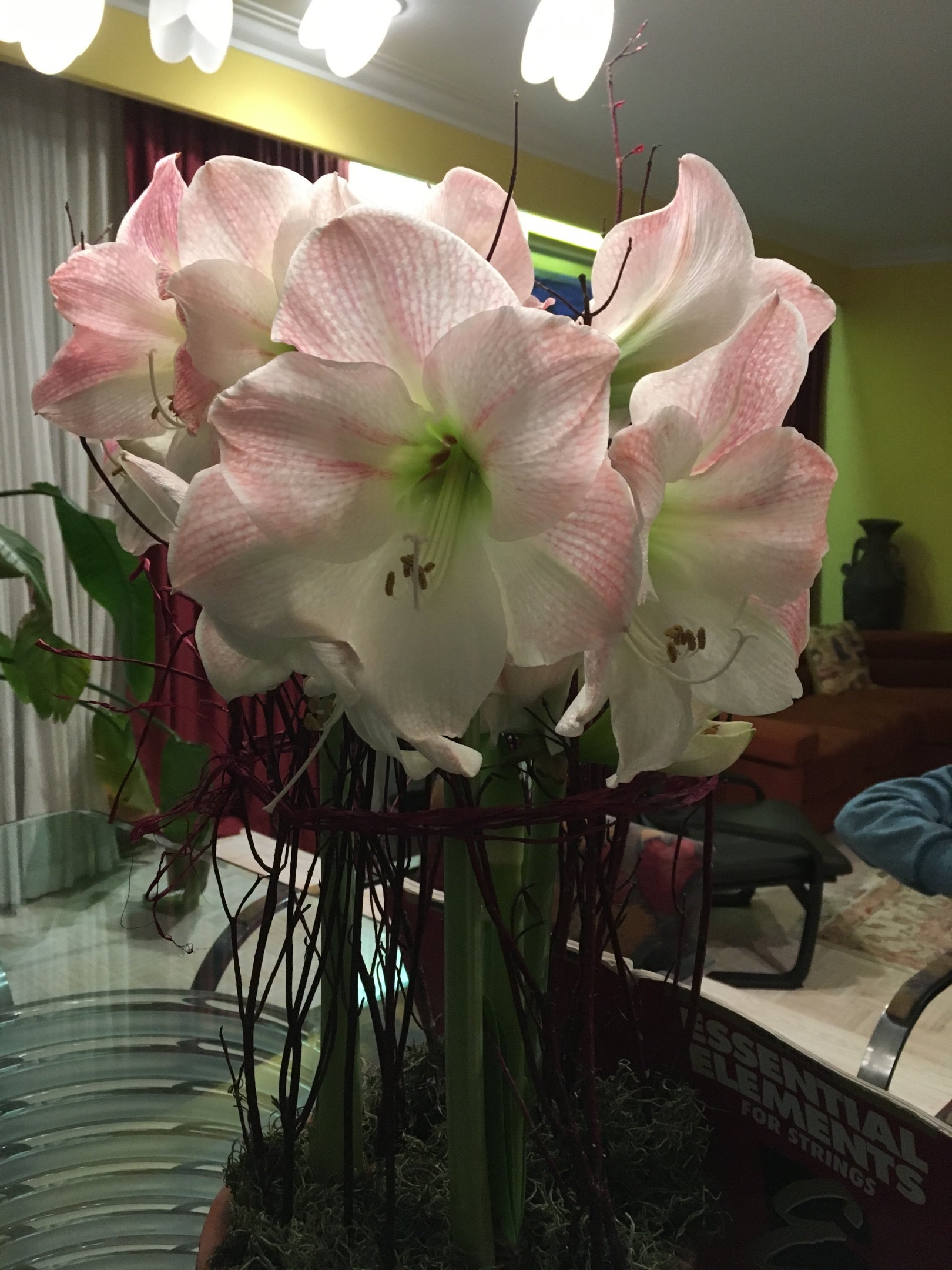 Amaryllis Apple Blossom 1 per package - Flowerbulbsrus.com