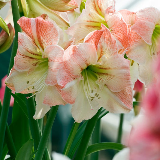 amaryllis, flower bulbs