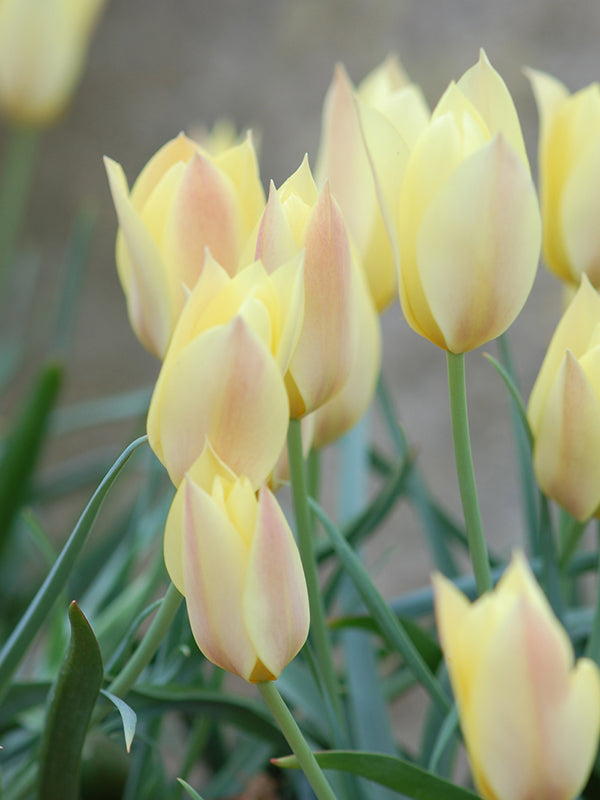 Tulip Honky Tonk 20 per package - Flowerbulbsrus.com