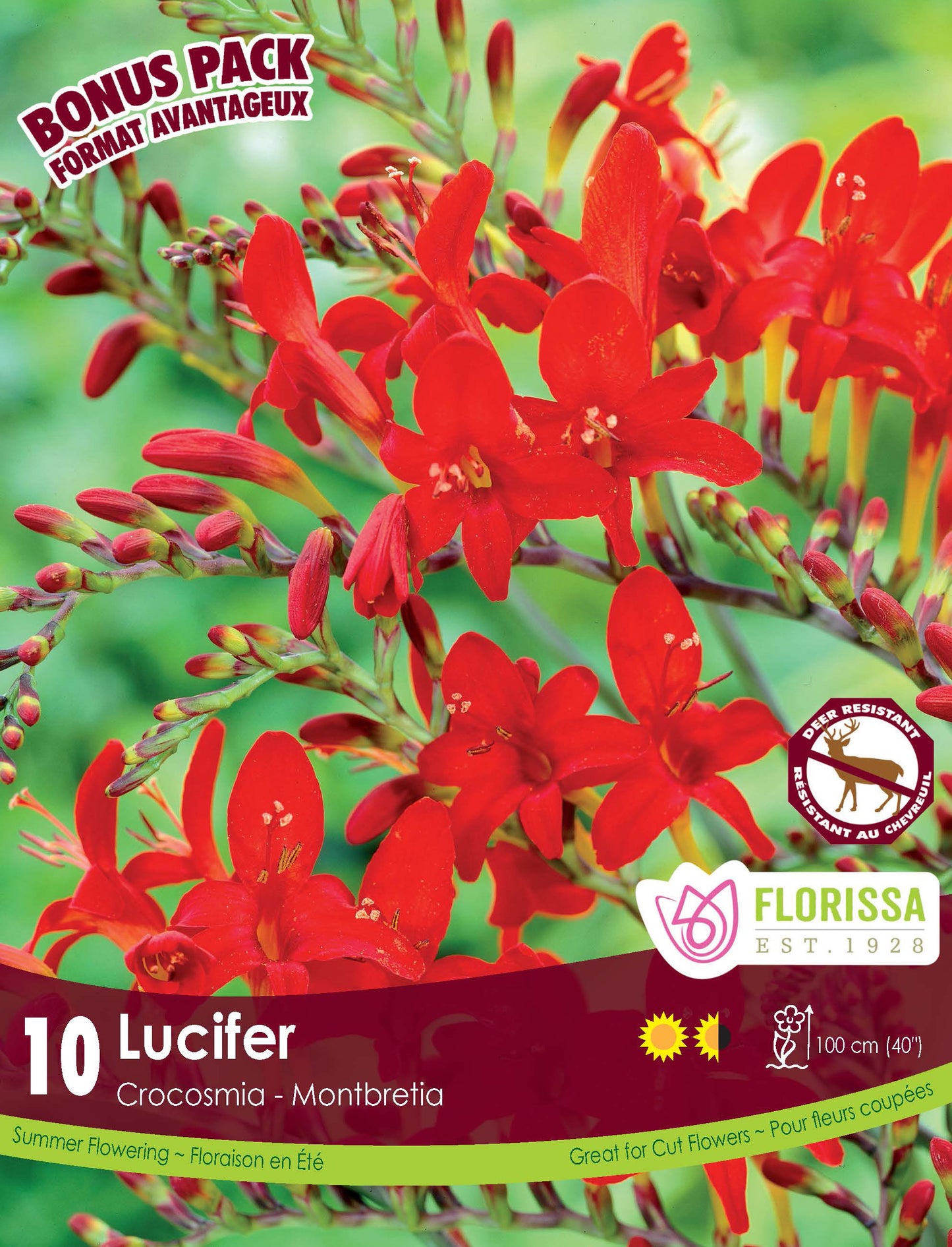 Crocosmia Lucifer Bonus Mix