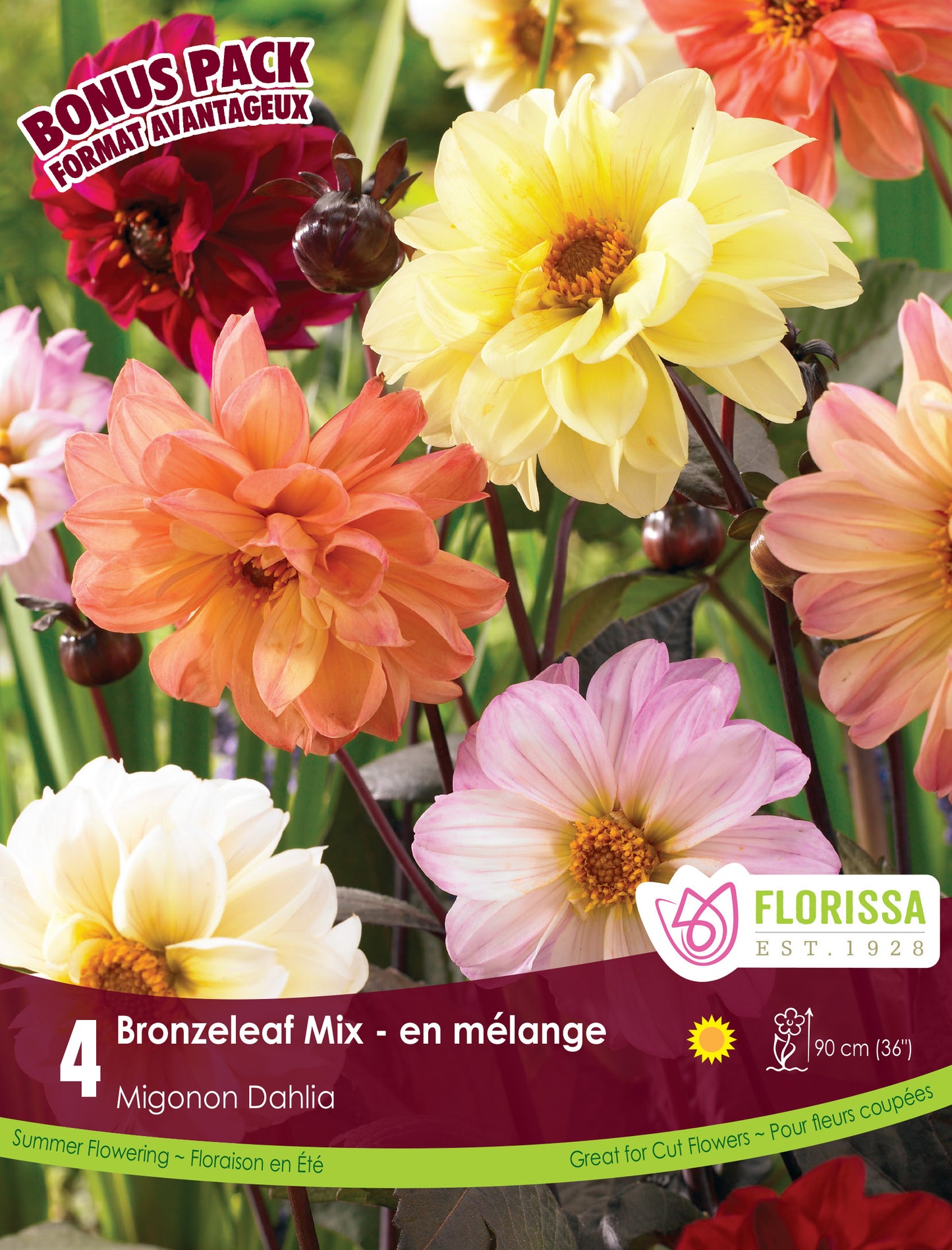 Dahlia Bronze Leaf Bonus Mix