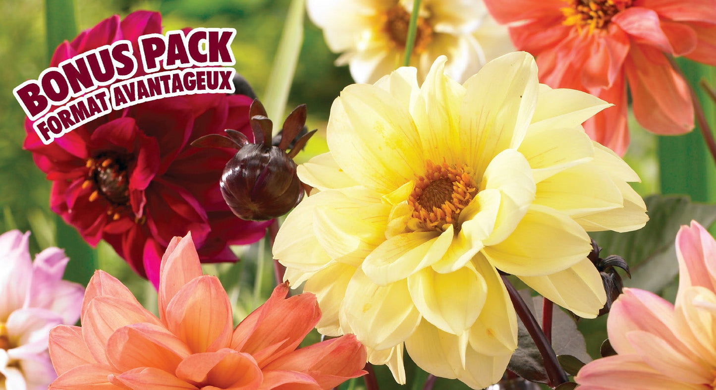 Dahlia Bronze Leaf Bonus Mix - Flowerbulbsrus.com